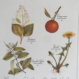 Vintage botanical plank