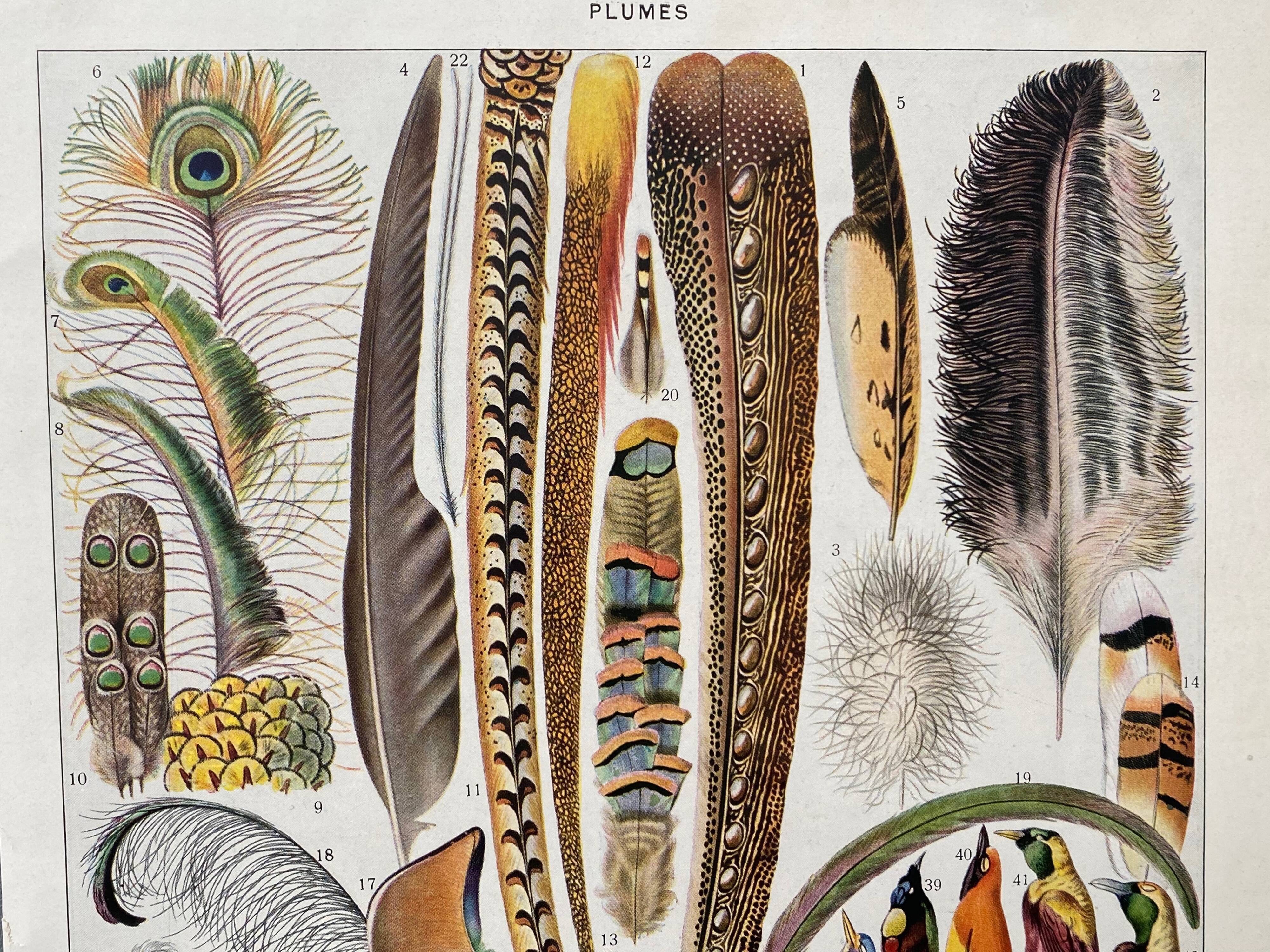 Illustration Millot "feathers"