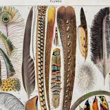 Illustration Millot "feathers"