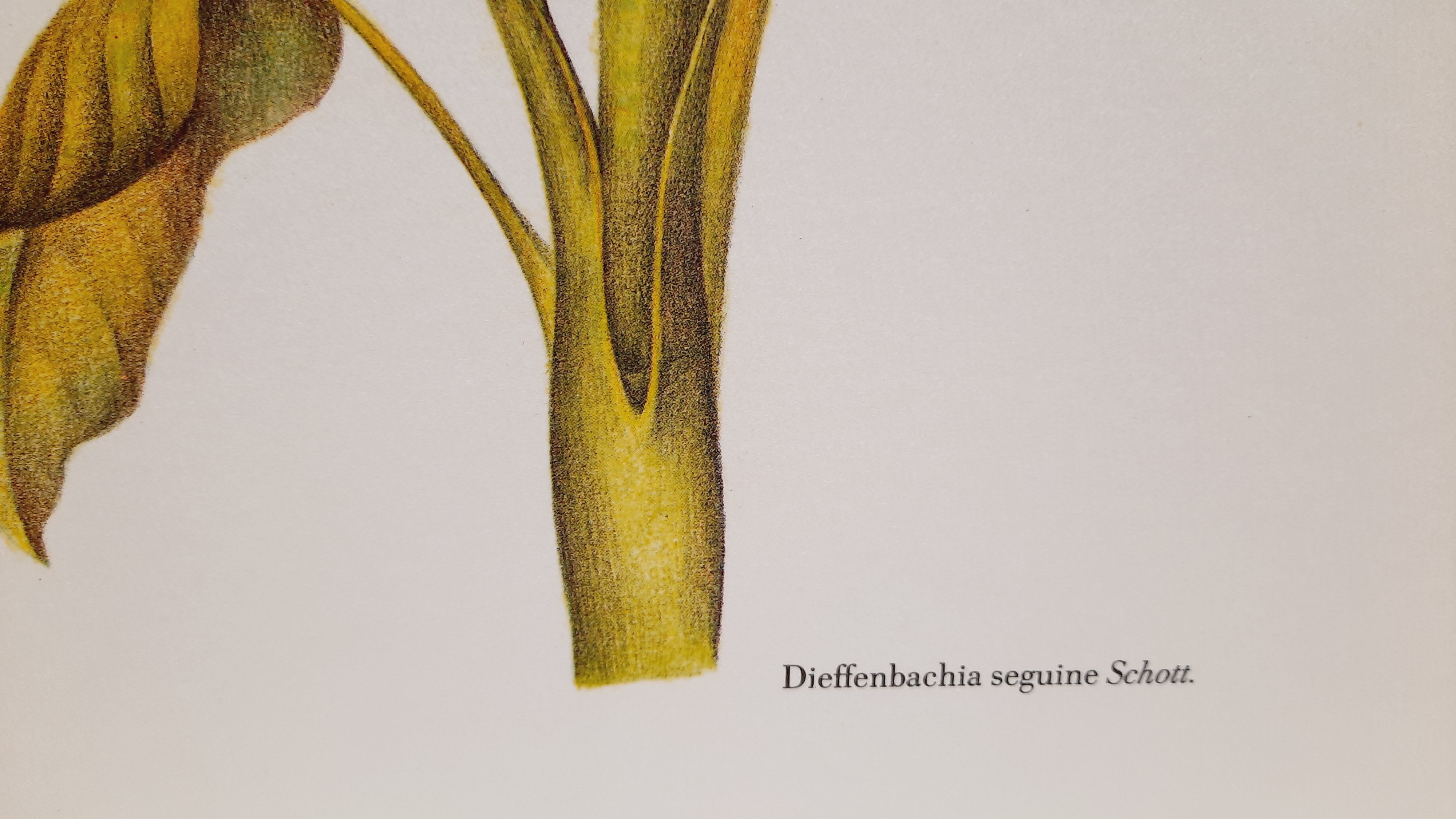 Botanical plate Diffenbachia