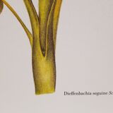 Botanical plate Diffenbachia