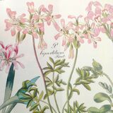 Cadre planche botanique pelargonium