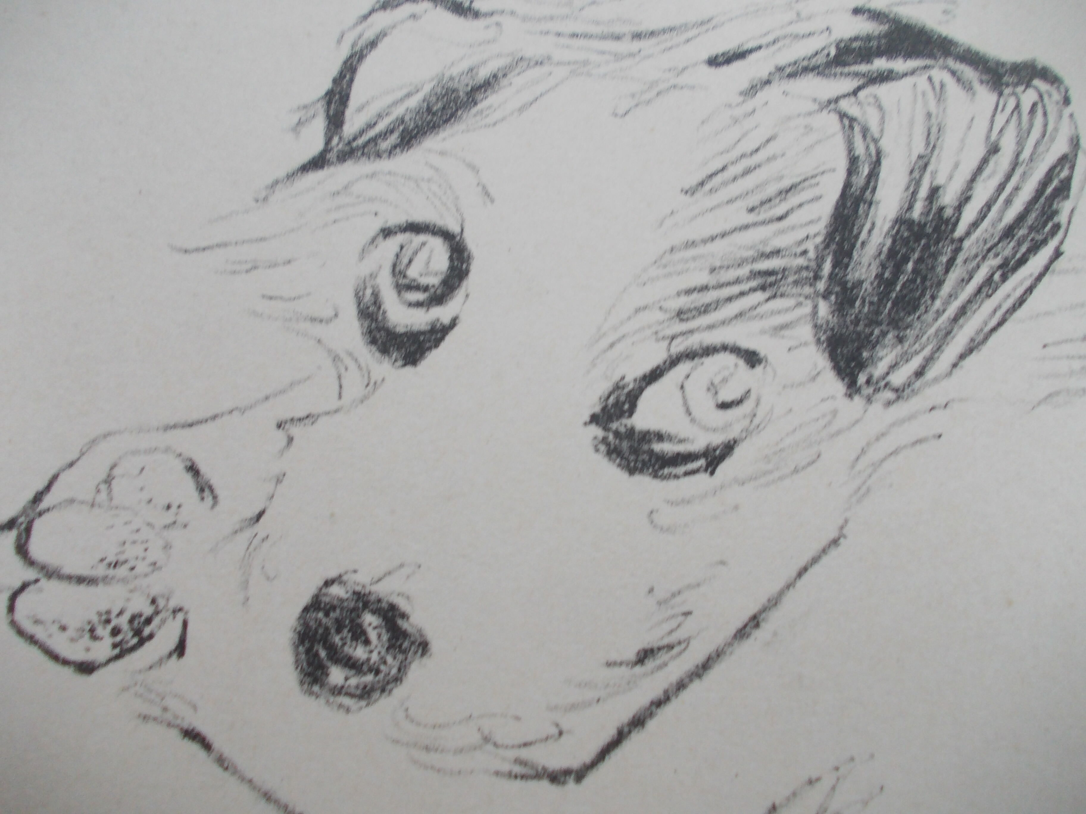 Drawing signed tauzin mario: regard chien au repos, black pencil original 1970s, charcoal