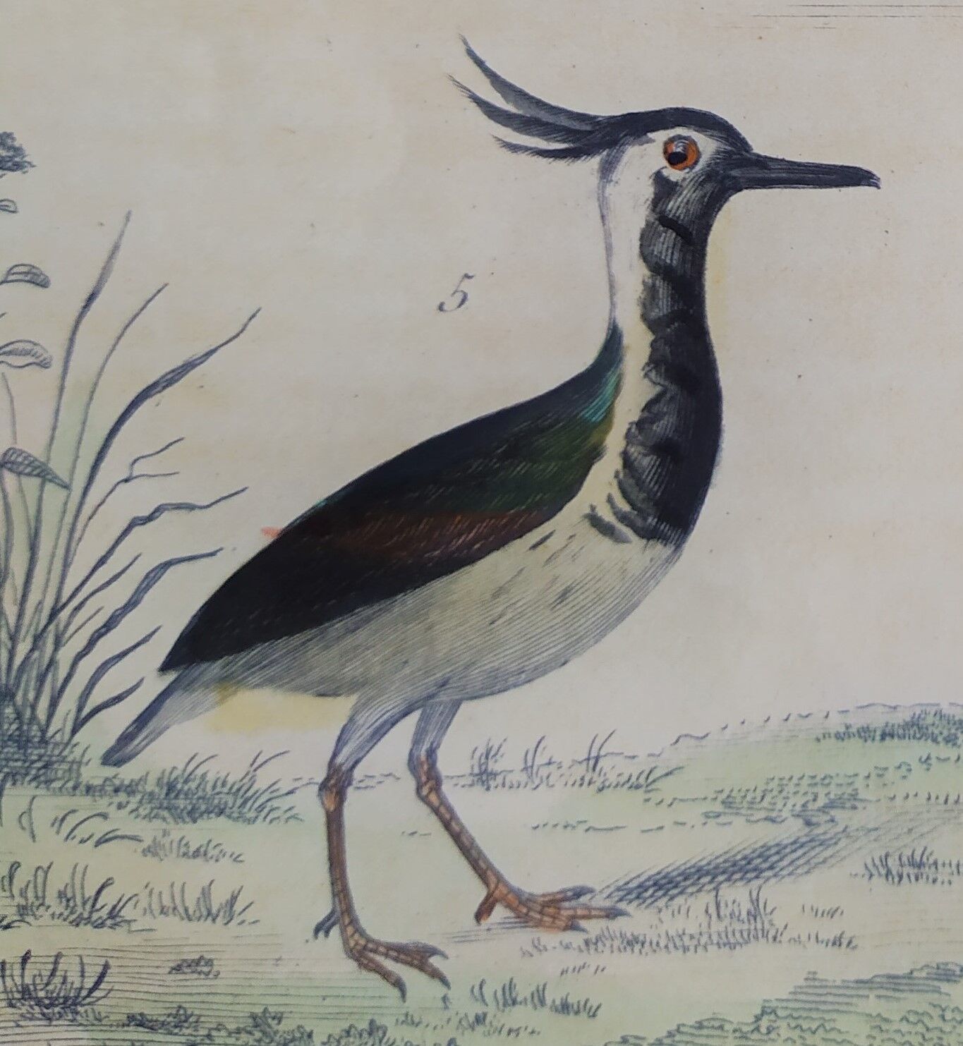 Original ornithological board " Ibis white & black - Curlele - &c... Buffon (1837)