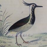 Planche ornithologique originale " Ibis blanc & noir - Courlis - &c... Buffon 1837