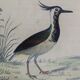 Original ornithological board " Ibis white & black - Curlele - &c... Buffon (1837)