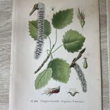 Three botanical plates XIXth century