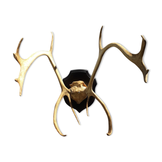 Reindeer massacre