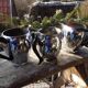 Lot of 3 Creamer or small old milk jugs