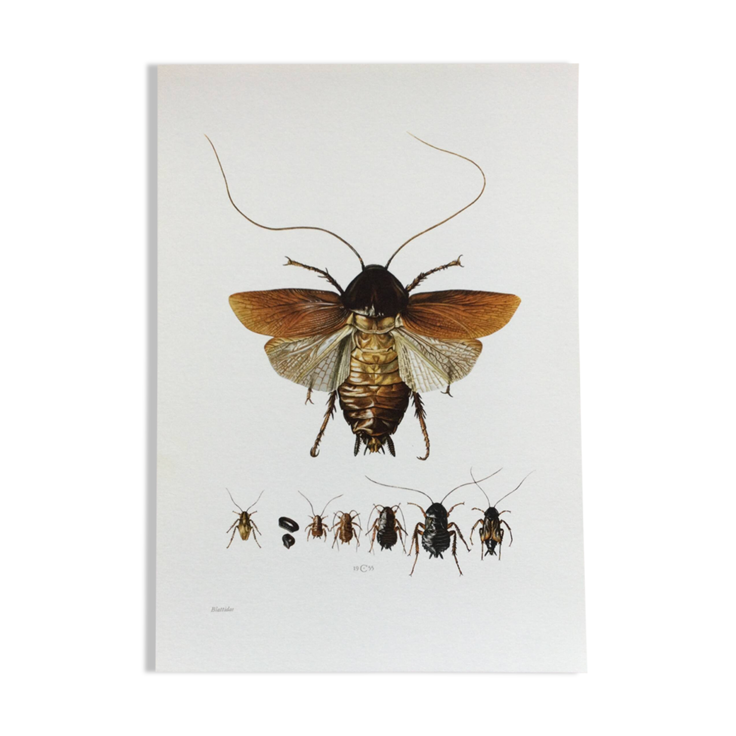 Old illustration "insects", 1960s