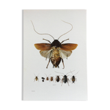 Old illustration "insects", 1960s