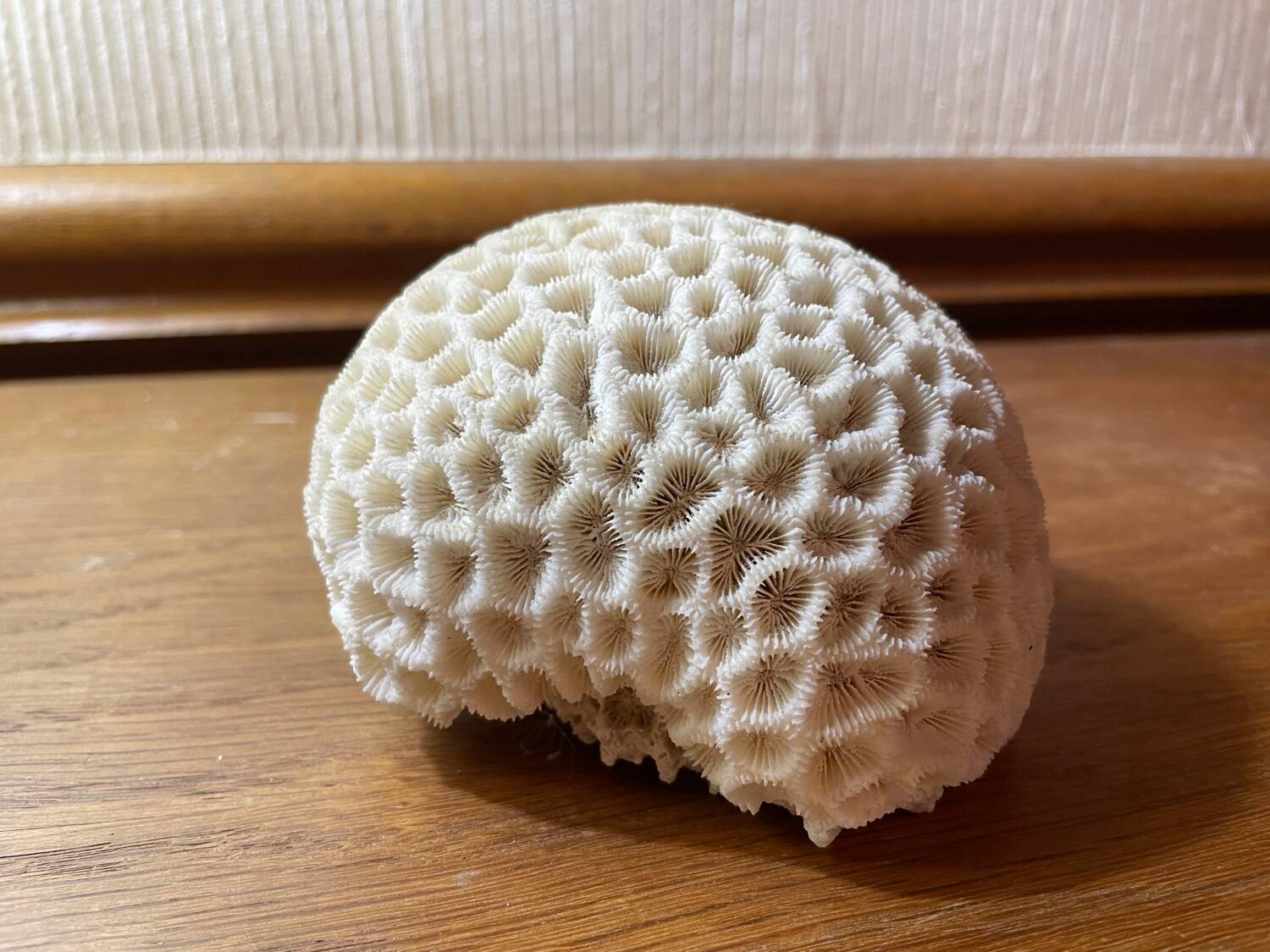 “Brain” coral