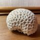 “Brain” coral