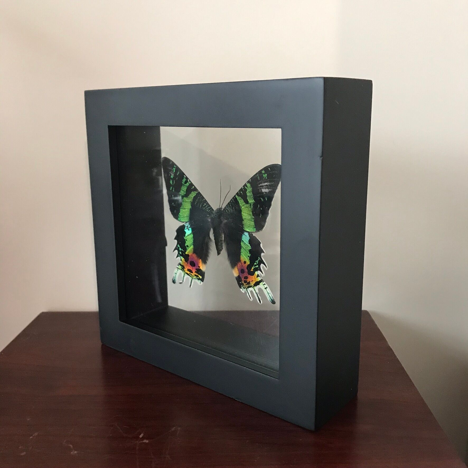 Urania Ripheus double glass frame 16 x 16