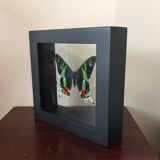 Urania Ripheus double glass frame 16 x 16