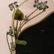 Miroir en tole vintage avec des fleurs, vers 1970