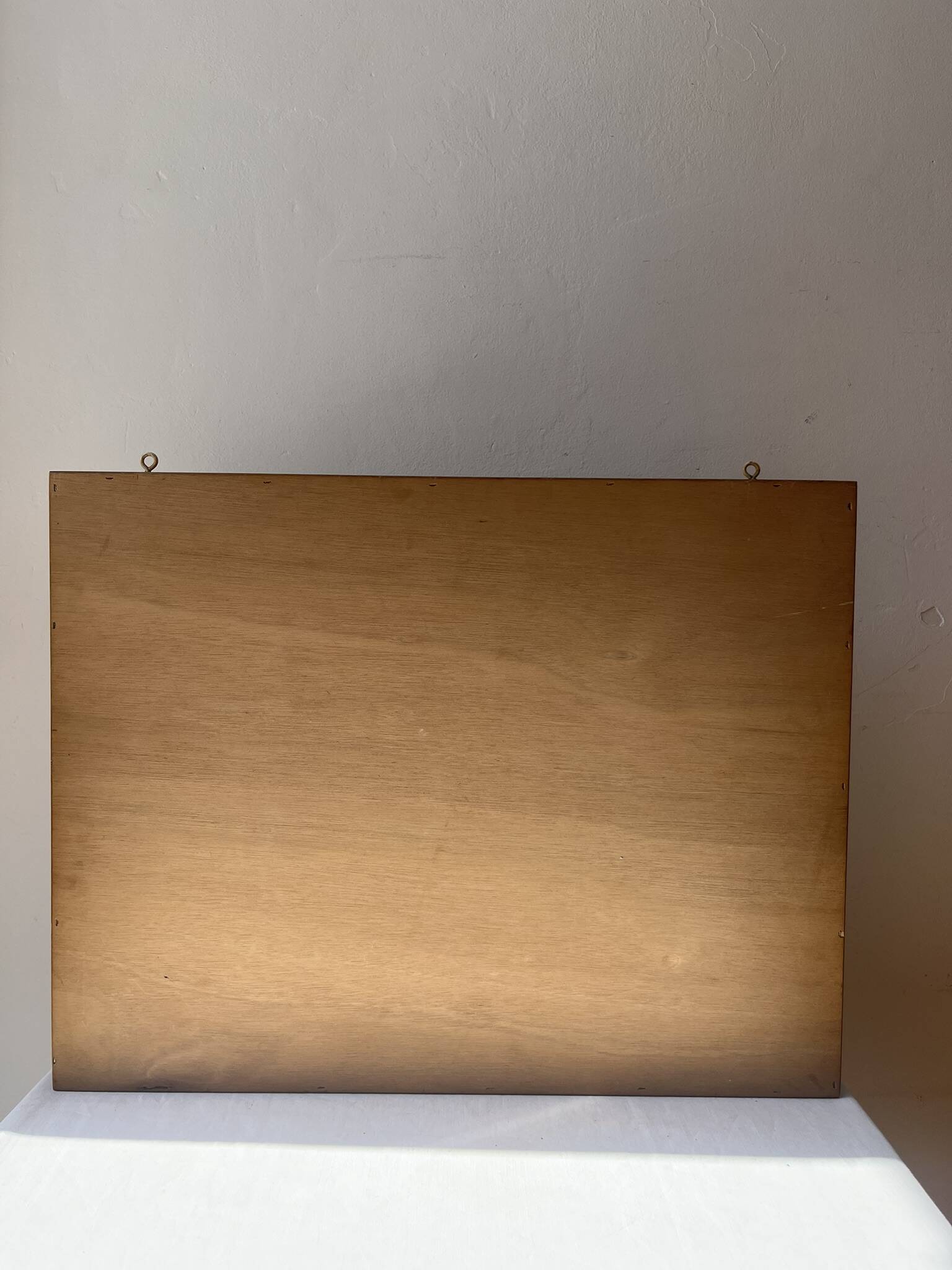 Framed giant insects, entomology collection
