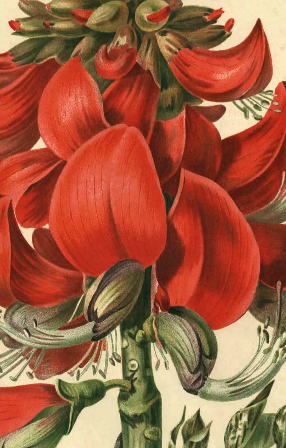 Antique Botanical Engraving 1896 by Sabouret • Erythrina Constantin - Flower