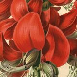 Antique Botanical Engraving 1896 by Sabouret • Erythrina Constantin - Flower