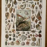 Lithograph on molluscs - 1900