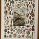 Lithograph on molluscs - 1900
