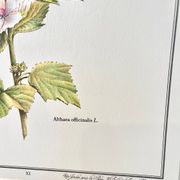 Botanical plate – Marshmallow – Louis Pariente, 1986