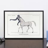 Chimera lithograph engraving animal - the guéréval