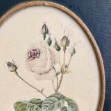 Set of three frames medallions