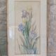 Painting of an iris