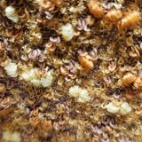 Vintage 1970 curled fireside chair