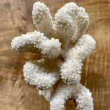 White coral