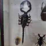 Boîte d'entomologie d'insectes