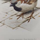 Planche oiseaux Années 60 - Moineau Domestique - Illustration animal vintage