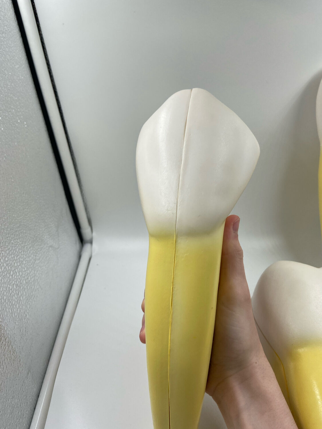 Large size dental model 3 tooth