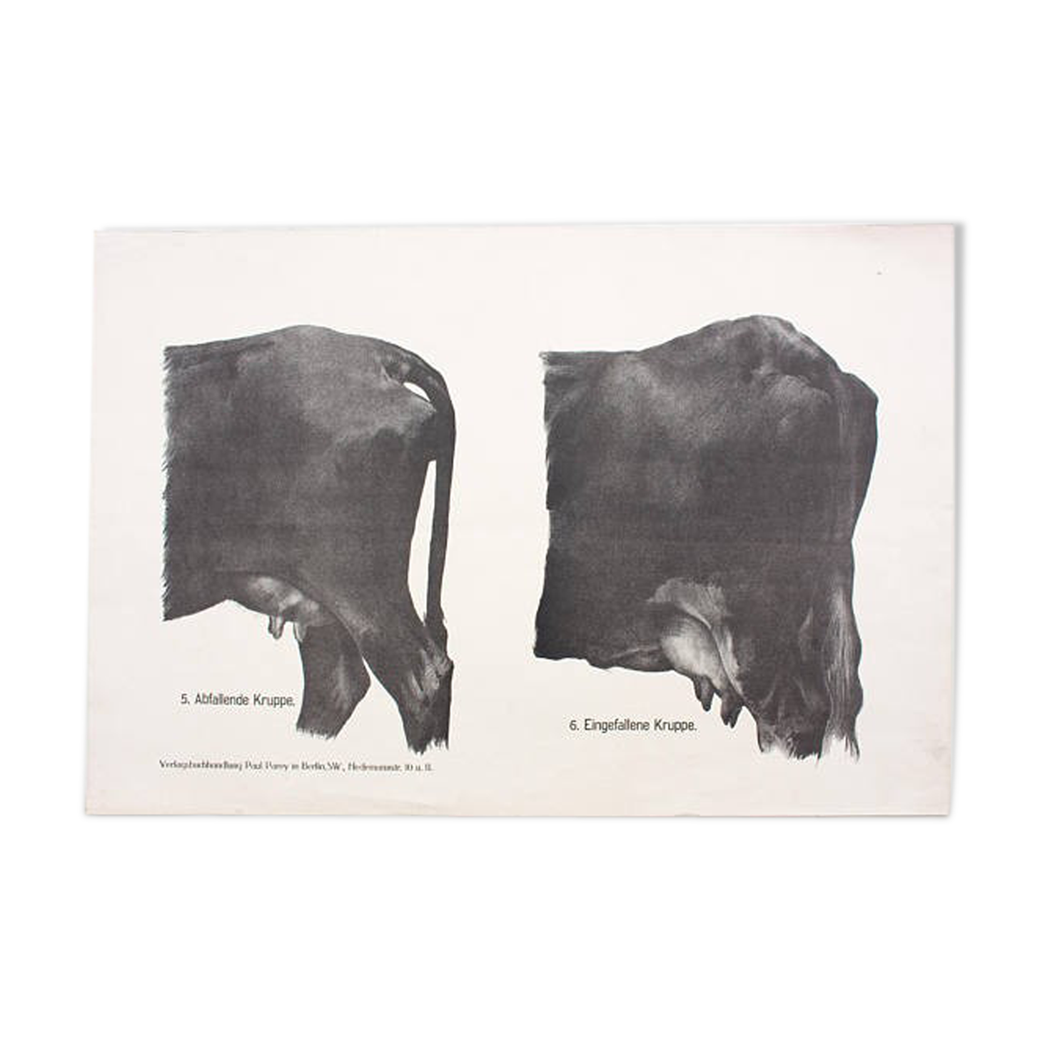 Poster by Dr. G Pusch, "Anatomy of Cows", 1901