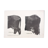 Poster by Dr. G Pusch, "Anatomy of Cows", 1901