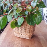 Wicker pot