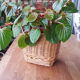 Wicker pot