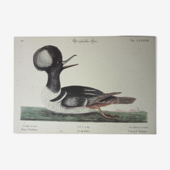 Engraving bird, crested duck, repro Catesby/Seligmann