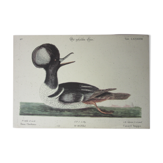 Engraving bird, crested duck, repro Catesby/Seligmann