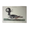Engraving bird, crested duck, repro Catesby/Seligmann