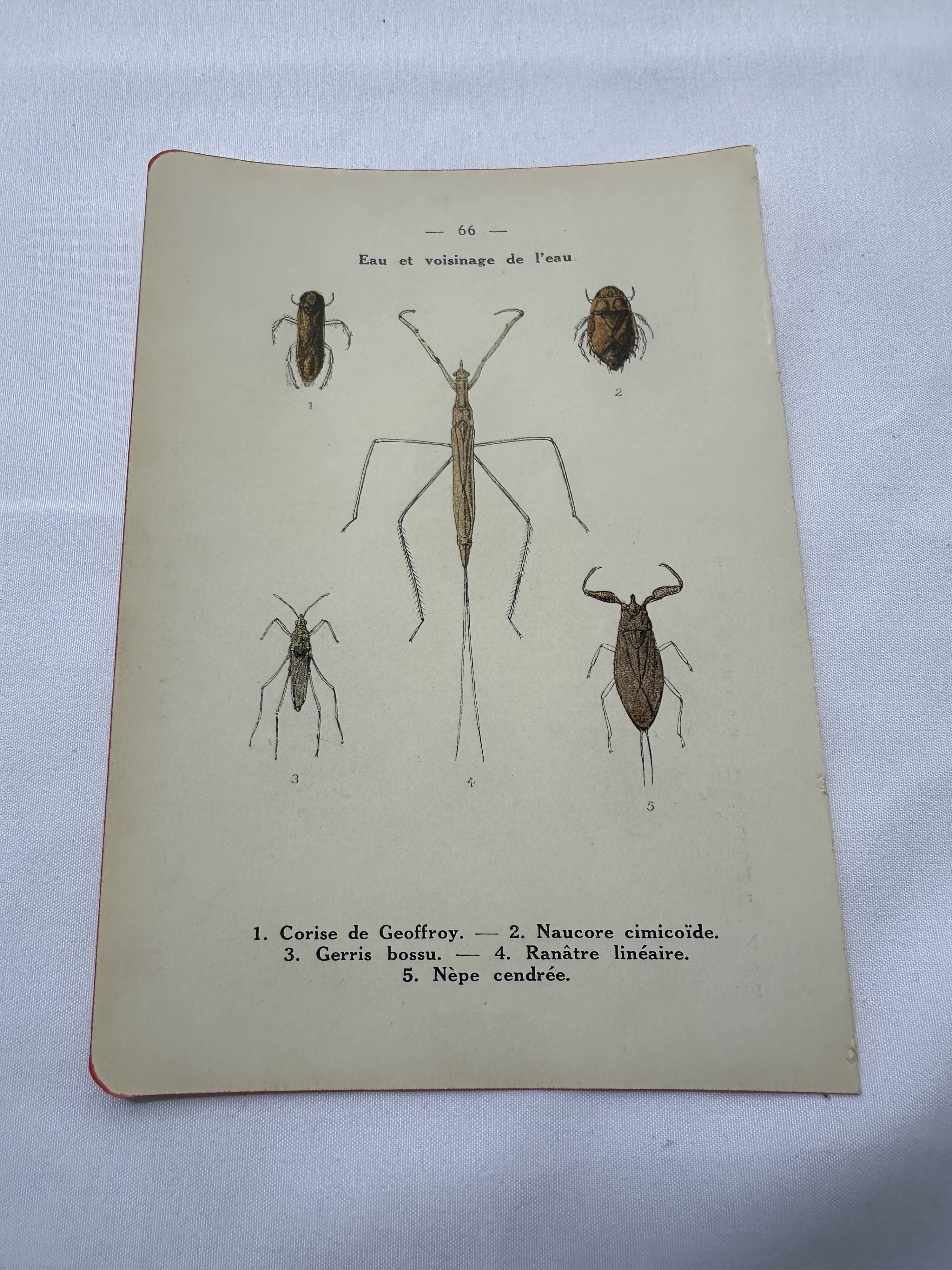 Botanical engraving old naturalist plate France