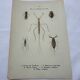 Botanical engraving old naturalist plate France