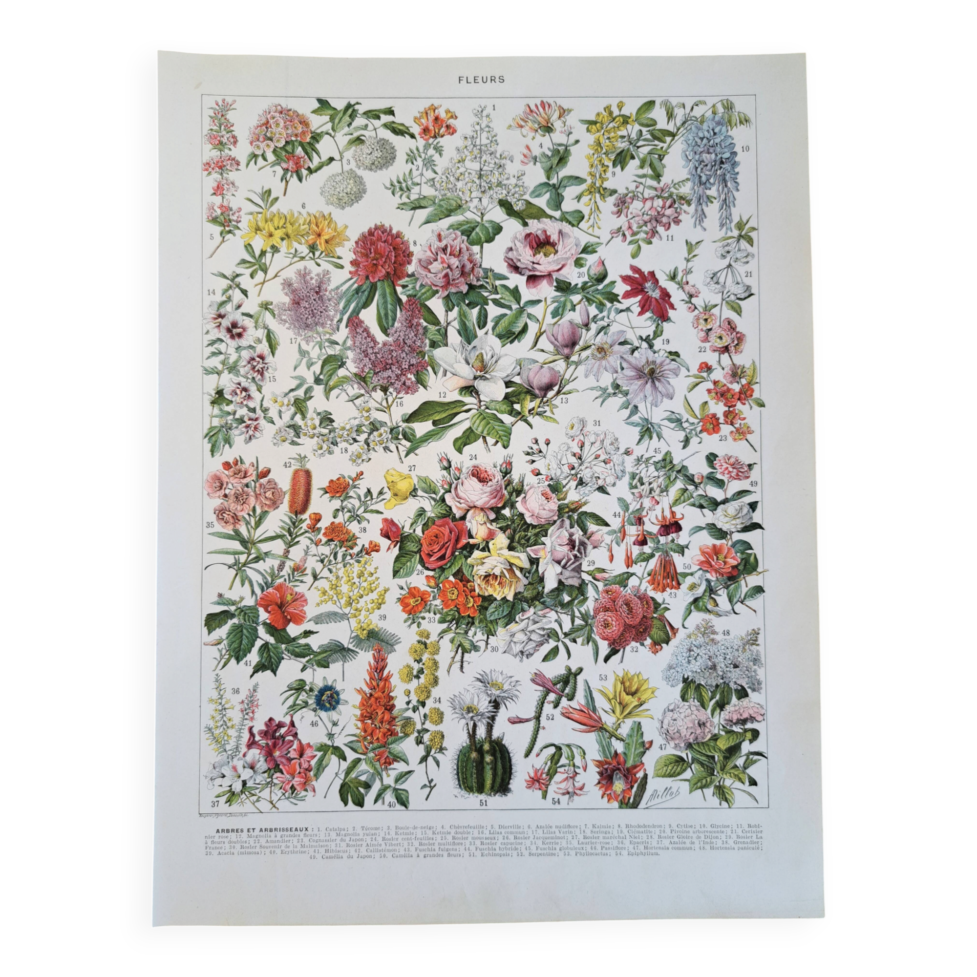 Ancienne planche botanique « Fleurs – Arbres et arbisseaux » – 1930