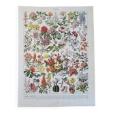 Old botanical plate "Flowers – Trees and Shrubs" – 1930