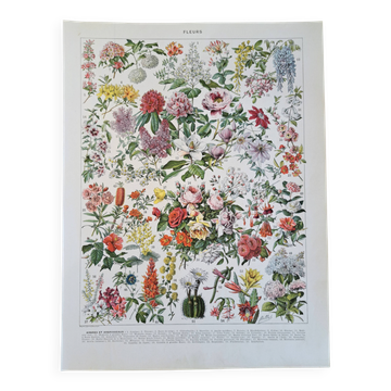 Old botanical plate "Flowers – Trees and Shrubs" – 1930