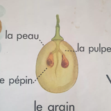 Vintage Rossignol educational display