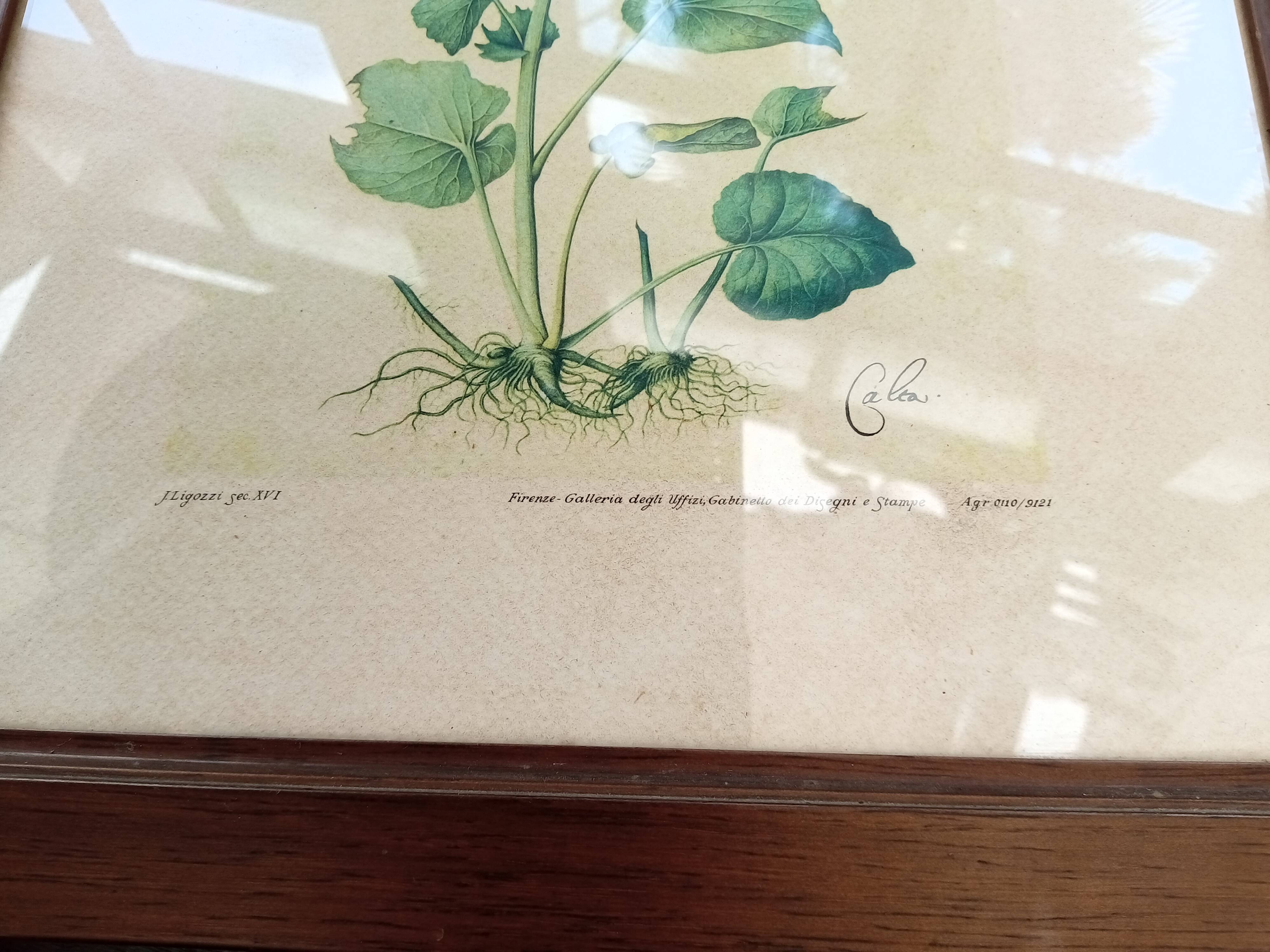 Botanical plate