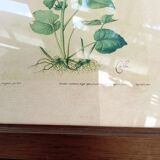 Botanical plate