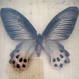 Naturalized Butterfly